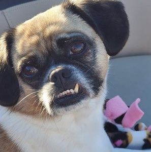 Meet your Posher, Carrie